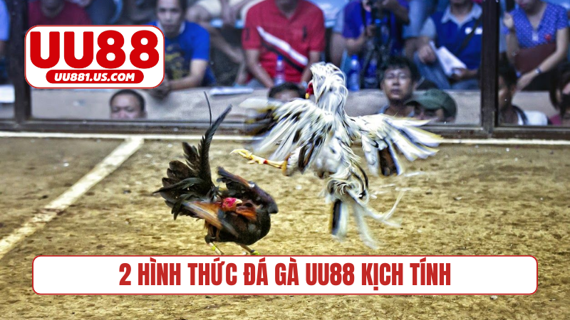 2 hình thức đá gà UU88 kịch tính